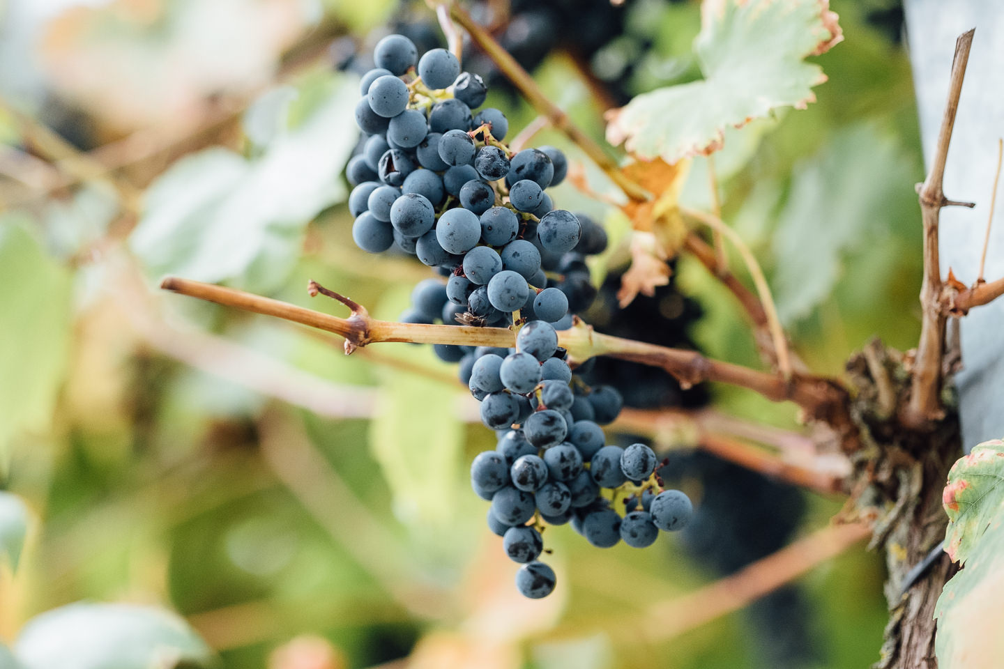 Hochzeitsfotograf Kraichgau Weingut Heitlinger Xenia und Florian Feier im Weingut Hochzeitsfeier